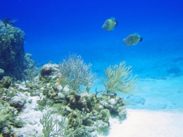 Whitespot Filefish on Reef IMG 9328